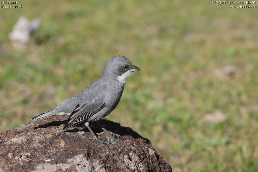 Common Diuca Finch