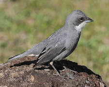 Common Diuca Finch