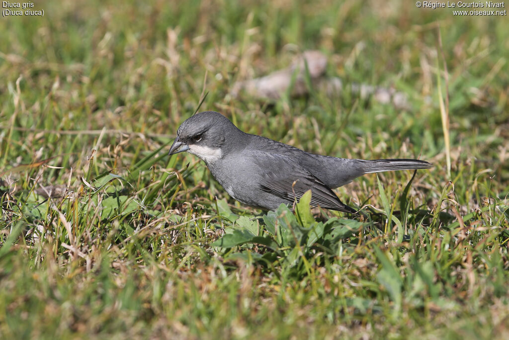 Common Diuca Finch