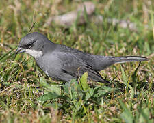 Common Diuca Finch