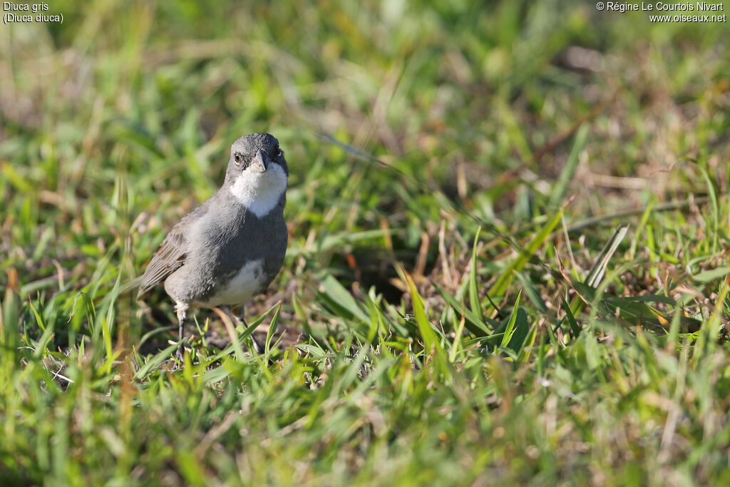 Common Diuca Finch