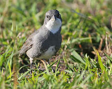 Common Diuca Finch