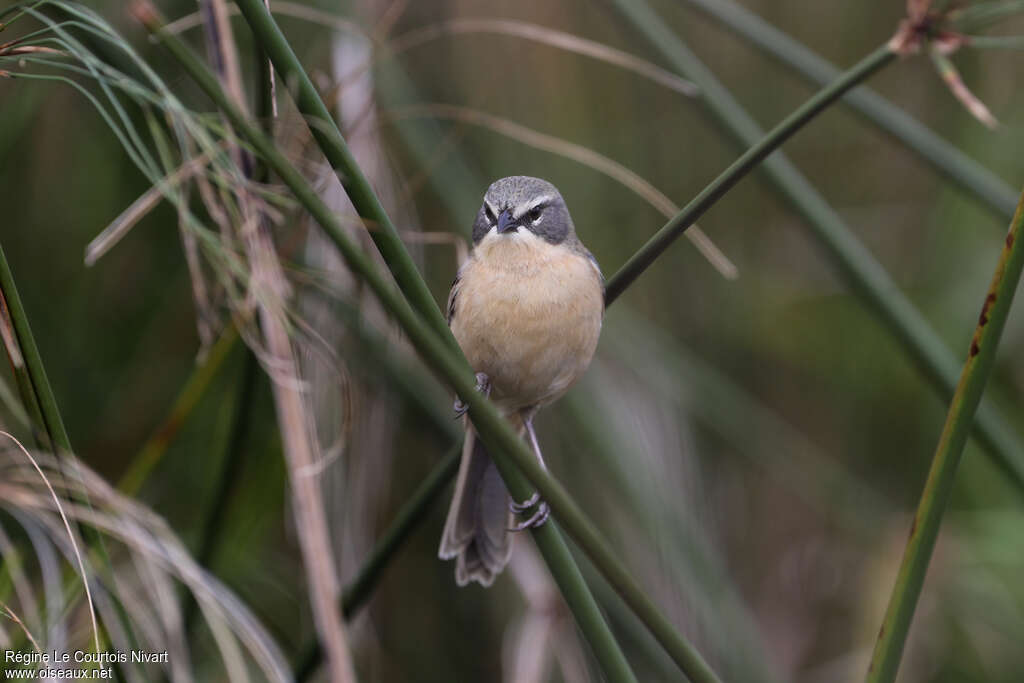 Donacospize des marais