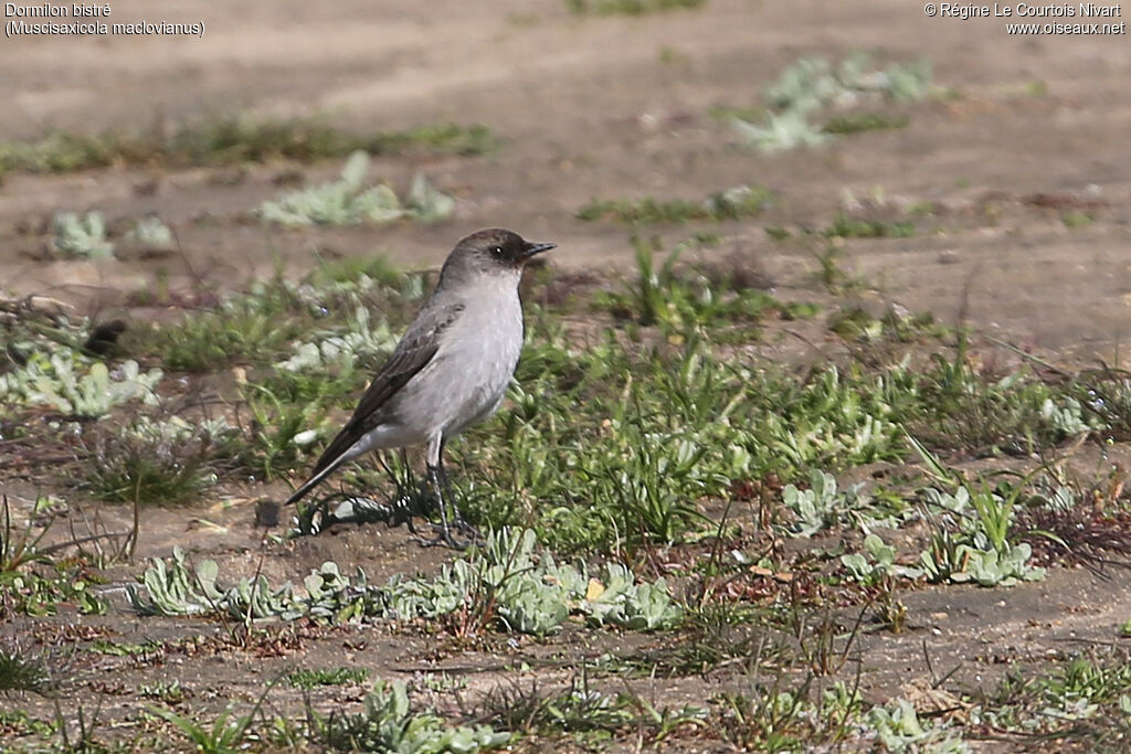 Dark-faced Ground Tyrant