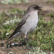 Dark-faced Ground Tyrant