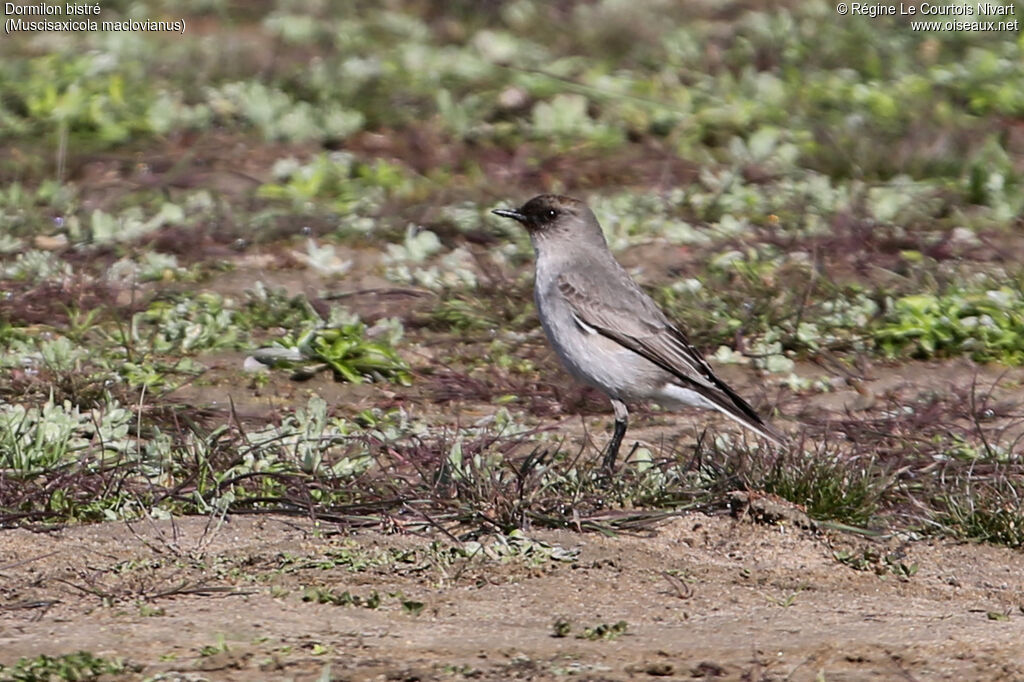 Dark-faced Ground Tyrant