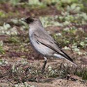 Dark-faced Ground Tyrant