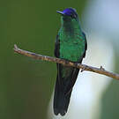 Dryade glaucope