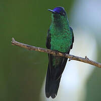 Dryade glaucope