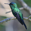 Dryade glaucope