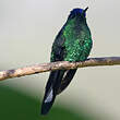 Dryade glaucope