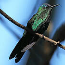 Dryade glaucope