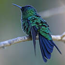 Dryade glaucope