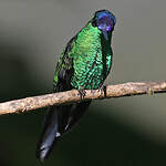 Dryade glaucope