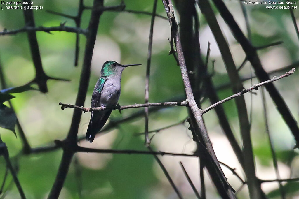 Dryade glaucope