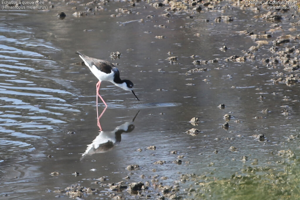 White-backed Stilt