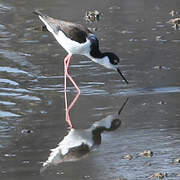 White-backed Stilt