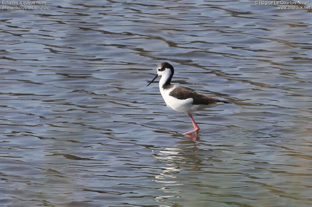 White-backed Stilt