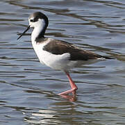 White-backed Stilt