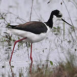 Échasse à queue noire