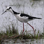 Échasse à queue noire