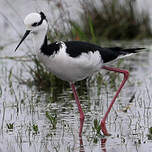 Échasse à queue noire