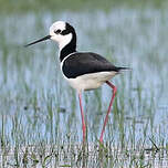 Échasse à queue noire