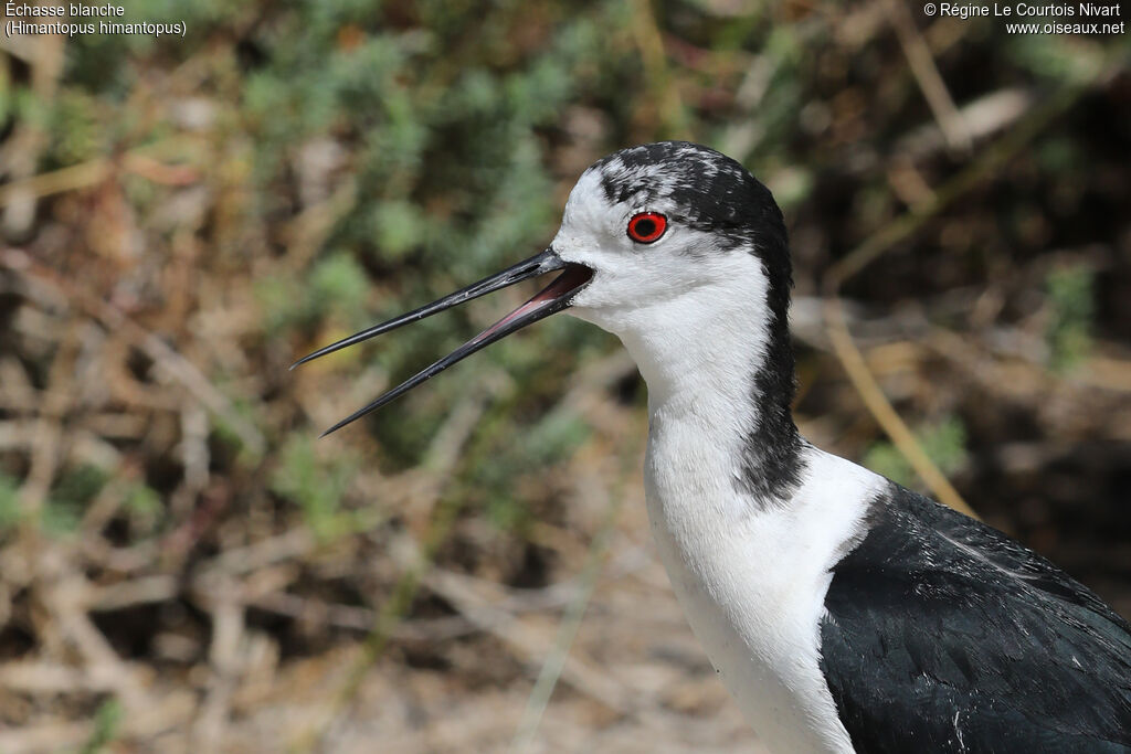 Black-winged Stilt male adult, close-up portrait