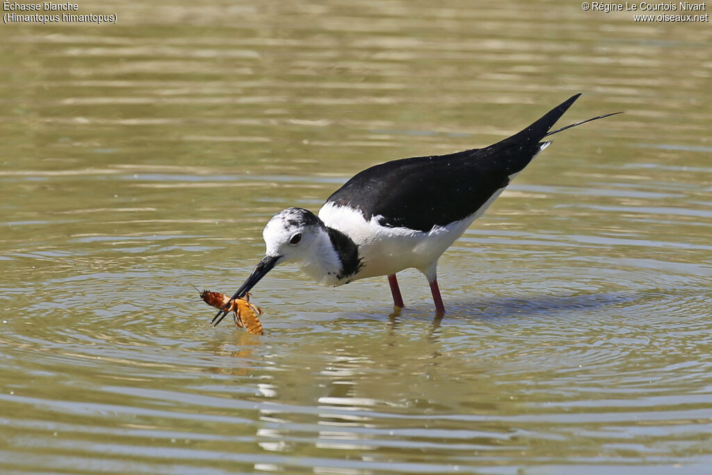 Échasse blanche, pêche/chasse
