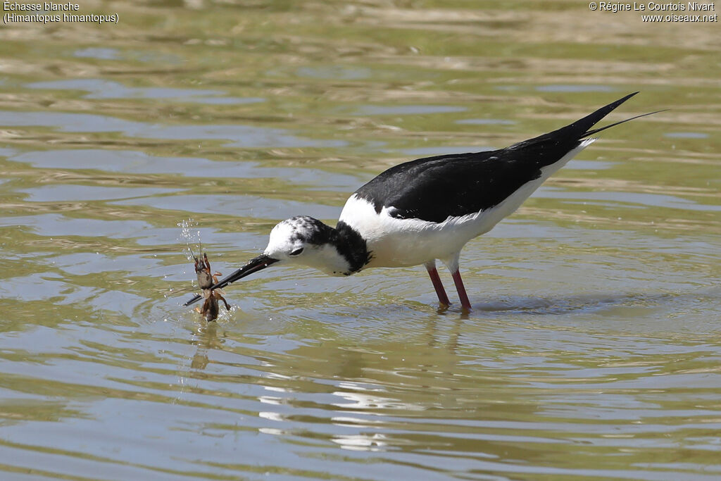 Échasse blanche, pêche/chasse