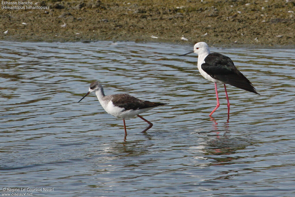 Black-winged Stilt