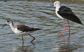 Black-winged Stilt