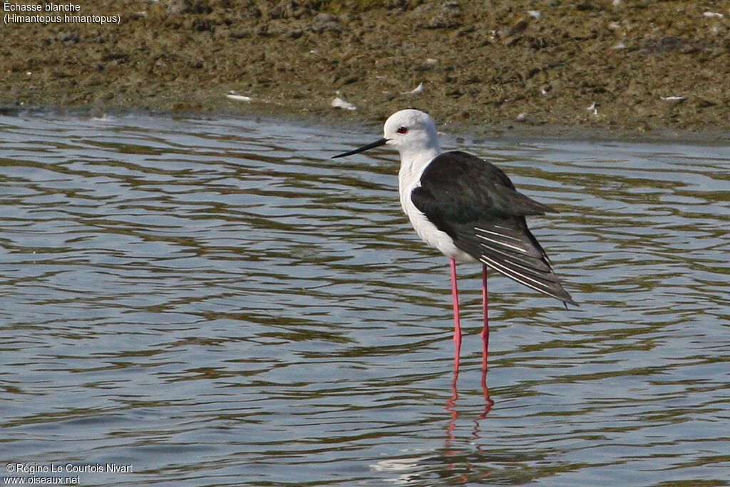 Black-winged Stiltadult