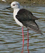 Black-winged Stilt