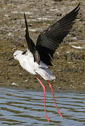 Black-winged Stilt