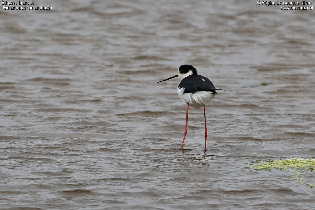 Black-winged Stilt