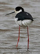 Black-winged Stilt