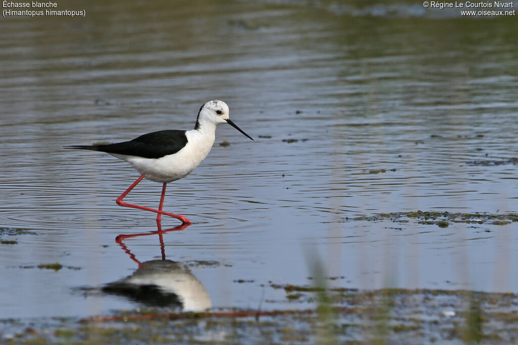 Black-winged Stilt