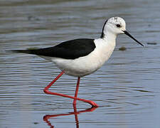 Black-winged Stilt