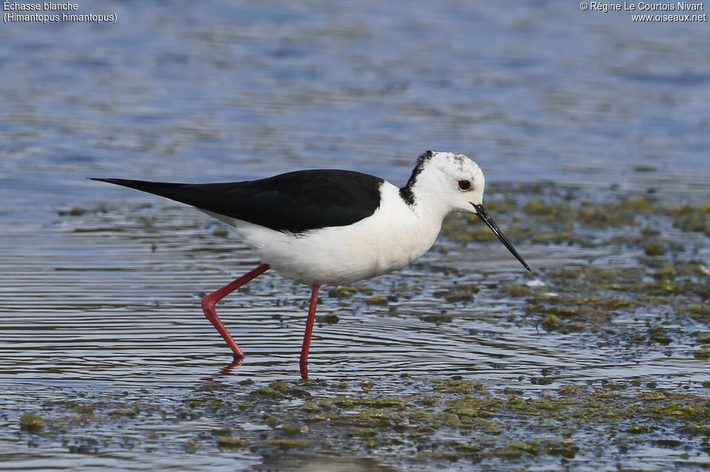 Échasse blanche