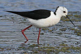 Black-winged Stilt