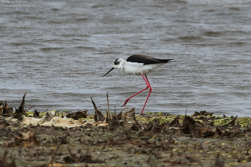 Black-winged Stilt