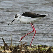 Black-winged Stilt