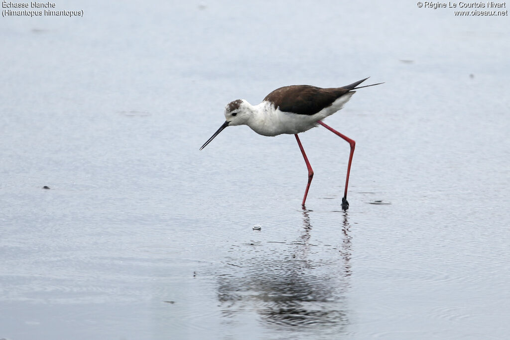 Black-winged Stilt