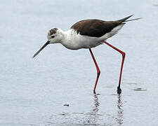 Black-winged Stilt