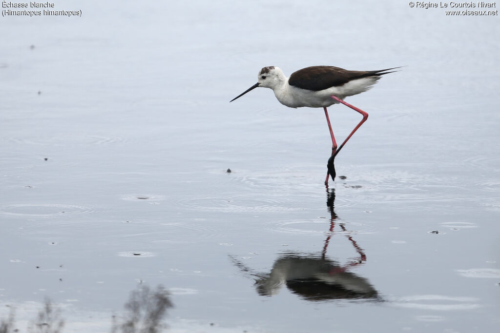 Échasse blanche