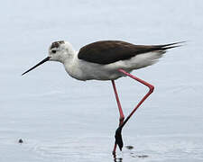 Black-winged Stilt