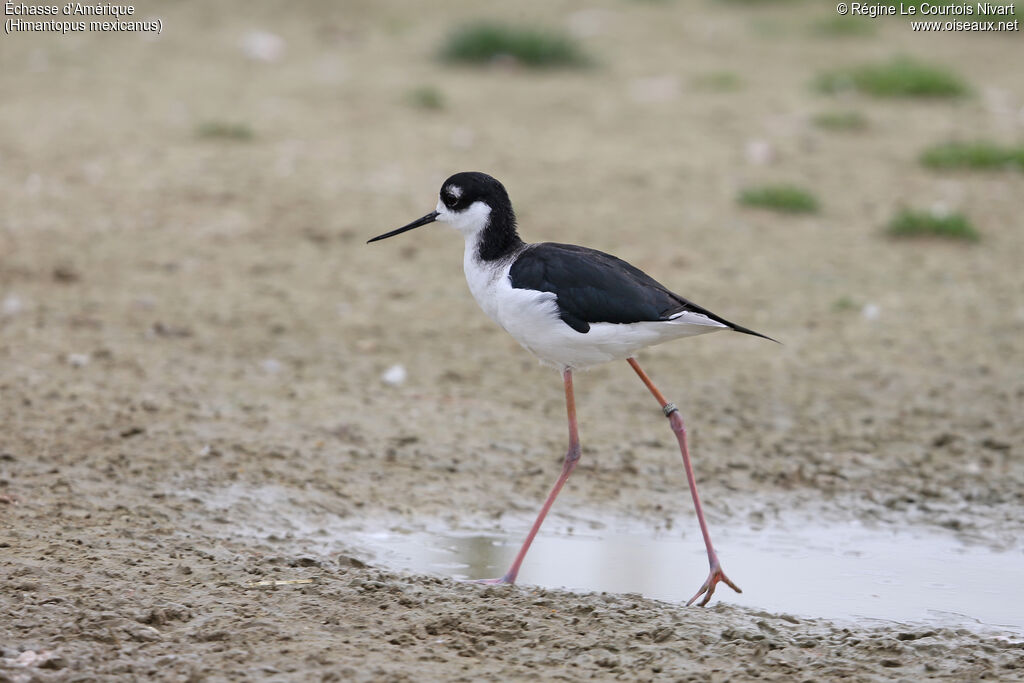 Black-necked Stilt