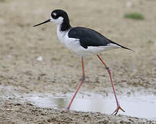 Black-necked Stilt