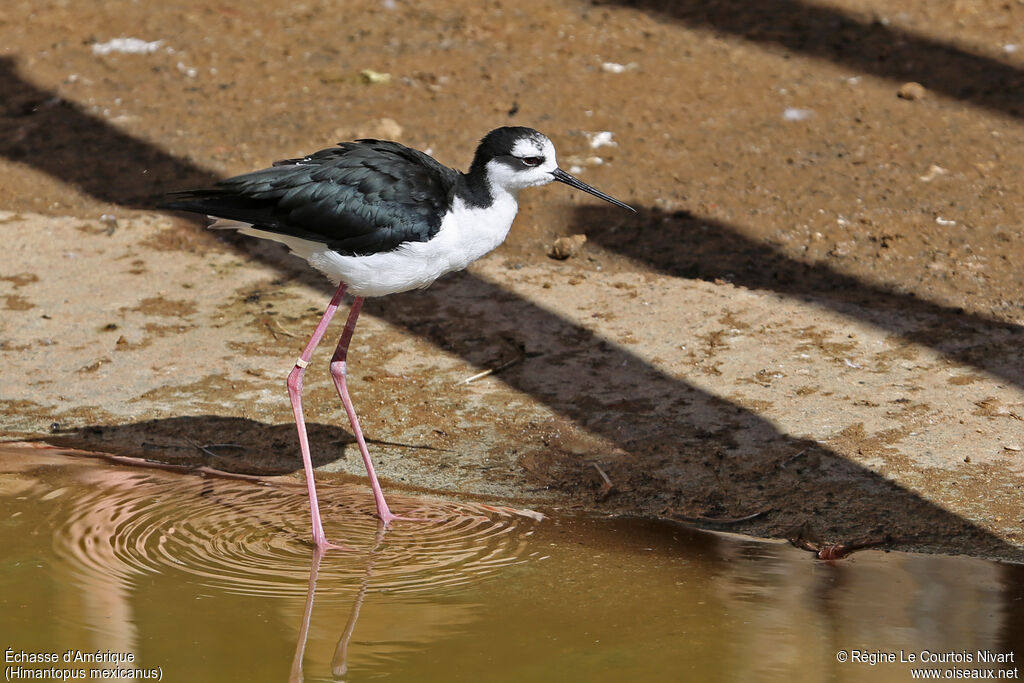 Black-necked Stilt